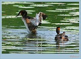 Fuut_20090510_010 1